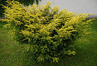 Тис ягодный Элегантиссима (Taxus baccata Elegantissima) С2, 40-50 см