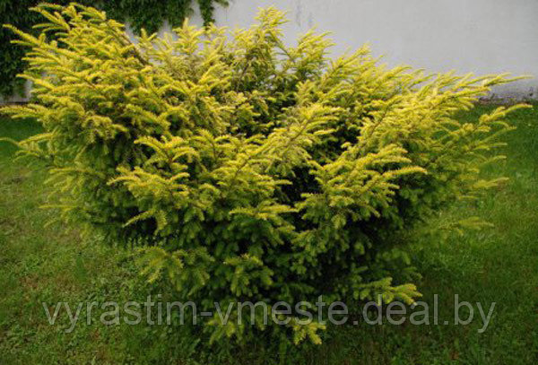 Тис ягодный Элегантиссима (Taxus baccata Elegantissima) С2, 40-50 см - фото 1 - id-p49212964