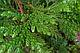 Туевик долотовидный или поникающий (Thujopsis dolabrata) С3, 20-30 см, фото 2