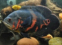 Астронотус Тигровый (Astronotus)