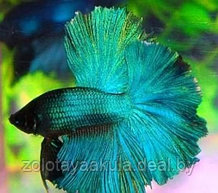 Петушок Халф Мун 5-6см (Halfmoon - Betta Splendens)