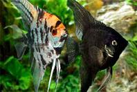 Скалярия (Pterophyllum scalare) (ассорти)