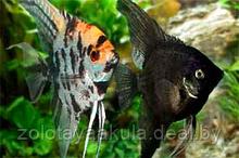 Скалярия (Pterophyllum scalare) (ассорти)