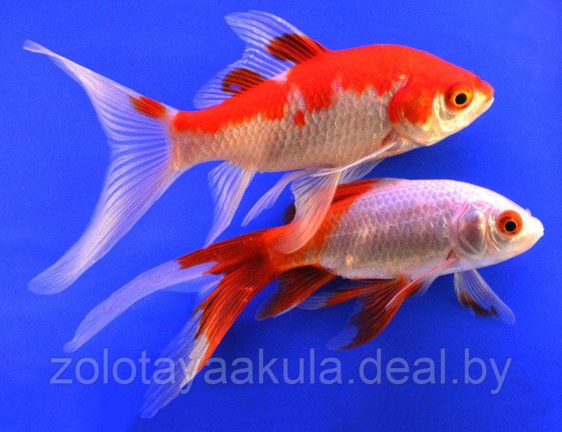 Золотая рыбка (Carassius auratus) Комета - фото 1 - id-p196619748