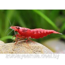 Креветка Красный Огонь (Neocaridina heteropoda var. Fire Red) - фото 1 - id-p196619752