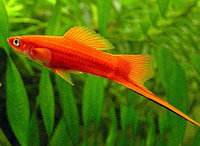 Воблер TsuYoki WATSON 110SP 030Z,17,5гр, 0.8-1.2м