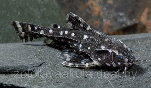 Сом Агамикс звездчатый (Agamyxis albomaculatus) 3-4см - фото 1 - id-p196619764