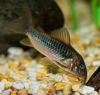 Сом Коридорас Золотистый (Corydoras)