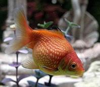 AQUAFISH Золотая рыбка (Carassius auratus) Жемчужина