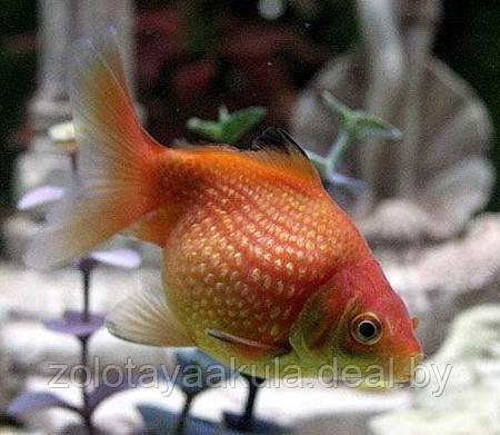 AQUAFISH Золотая рыбка (Carassius auratus) Жемчужина - фото 1 - id-p196619773