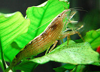 AquaFish Креветка фильтратор (Atyopsis moluccensis) 6-7см