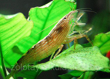 AquaFish Креветка фильтратор (Atyopsis moluccensis) 6-7см - фото 1 - id-p196619777