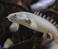 Полиптерус Сенегальский (Polypterus senegalus)