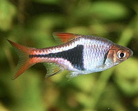 Расбора клиновидная (Rasbora heteromorpha)