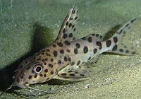 Сом Синодонтис (Synodontis) 3-4см