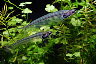 Сом Стеклянный (Kryptopterus bicirrhis Ghost Glass Catfish) 5-6 см