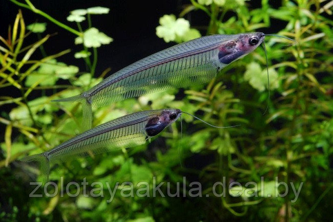 Сом Стеклянный (Kryptopterus bicirrhis Ghost Glass Catfish) 5-6 см - фото 1 - id-p196619789