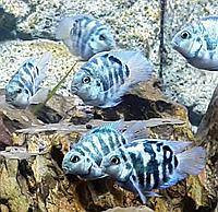 Попугай Синий Тигровый (Parrot Cichlid) 2-3см