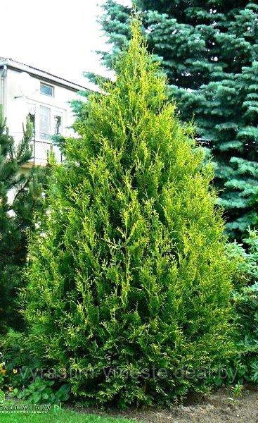 Туя западная Ауреоспиката (Thuja occidentalis Aureospicata) С3, 60-70 см