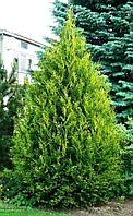 Туя западная Ауреоспиката (Thuja occidentalis Aureospicata) С3, 60-70 см