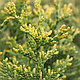 Туя западная Ауреоспиката (Thuja occidentalis Aureospicata) С3, 60-70 см, фото 3