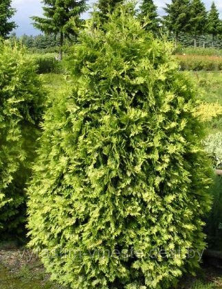 Туя западная Вареана Лютесценс (Thuja occidentalis Wareana Lutescens) С20, выс.130-140 см