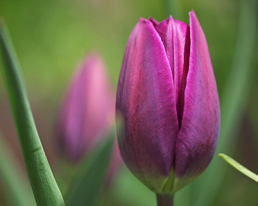Тюльпан сорт Purple Flag
