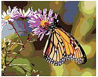 Картина по номерам Бабочка на цветке 40 x 50 | KTMK-butterfly01 | SLAVINA