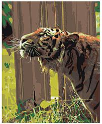 Картина по номерам Любопытный тигр 40 x 50 | Z-AB306 | SLAVINA