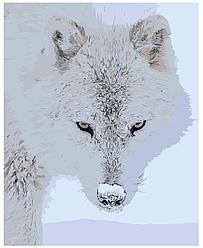 Картина по номерам Белый волк 40 x 50 | Z-AB311 | SLAVINA