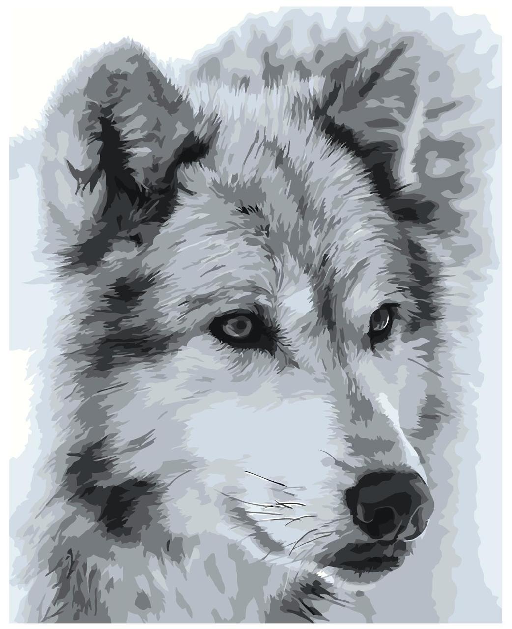 Картина по номерам Черно-белый волк 40 x 50 | Z-MV170 | SLAVINA - фото 1 - id-p196790133