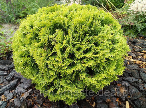 Туя западная Мириам (Thuja occidentalis Mirjam) С10 диам. 60-70 см