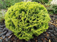 Туя западная Мириам (Thuja occidentalis Mirjam) С10 диам. 60-70 см