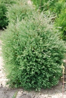 Туя западная вересковидная / Эрикоидес (Thuja occidentalis f. ericoides) С7.5