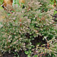Туя западная вересковидная / Эрикоидес (Thuja occidentalis f. ericoides) С7.5, фото 2