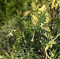 Туя западная Смарагд Еллоу Вариегата (Thuja occidentalis Smaragd Yellow Variegated) С3 выс. 40-70см