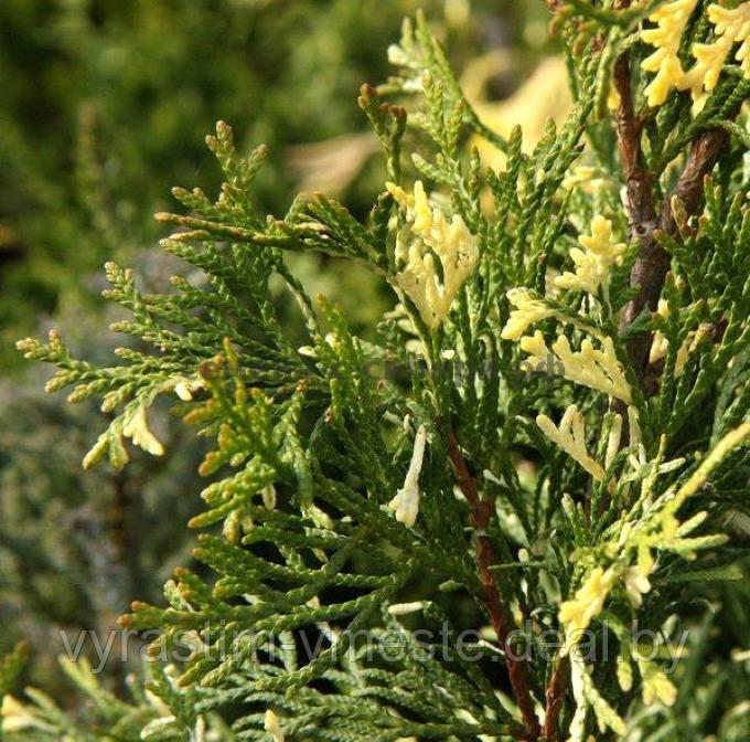 Туя западная Смарагд Еллоу Вариегата (Thuja occidentalis Smaragd Yellow Variegated) С3 выс. 40-70см - фото 1 - id-p196799831