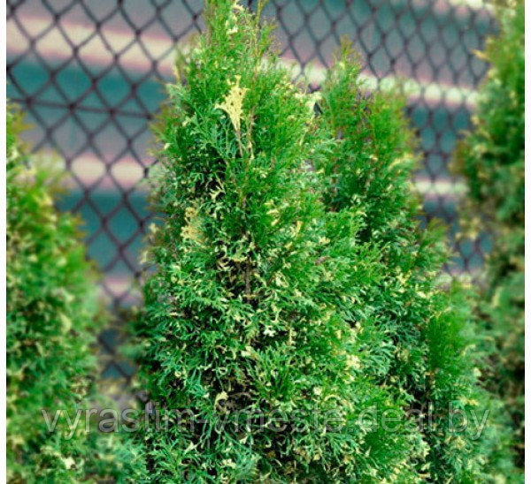 Туя западная Смарагд Еллоу Вариегата (Thuja occidentalis Smaragd Yellow Variegated) С3 выс. 40-70см - фото 2 - id-p196799831