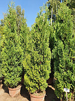 Туя западная Холмструп (Thuja occidentalis Holmstrup) С35 выс. 200-230см