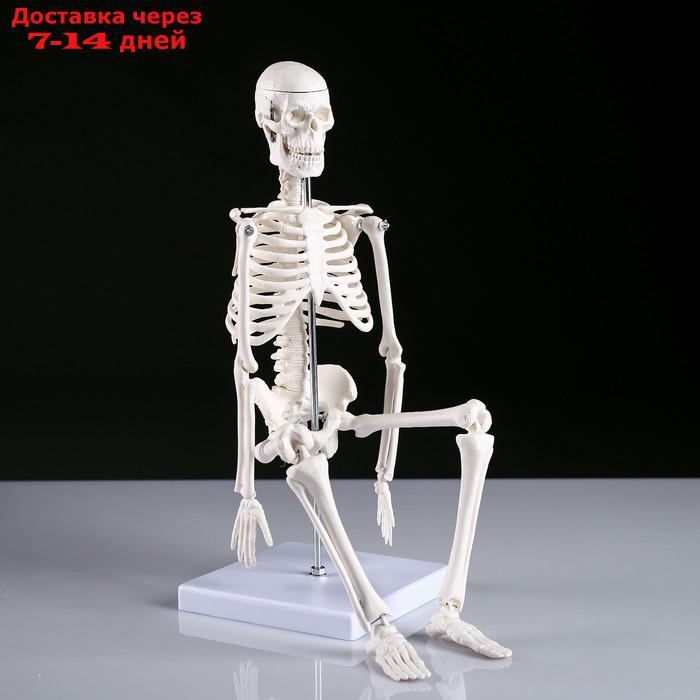 Макет "Скелет человека" 45см - фото 2 - id-p196777485
