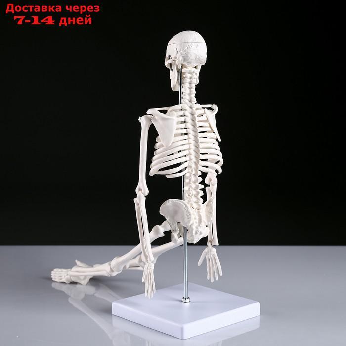 Макет "Скелет человека" 45см - фото 3 - id-p196777485
