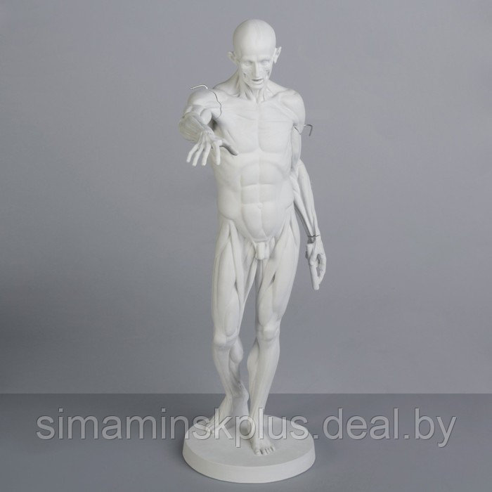 Гипсовая фигура анатомическая: Гудон, 73.5 см - фото 2 - id-p196820281