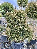 Туя западная Конфетти (Thuja occidentalis Konfettii) стриженная