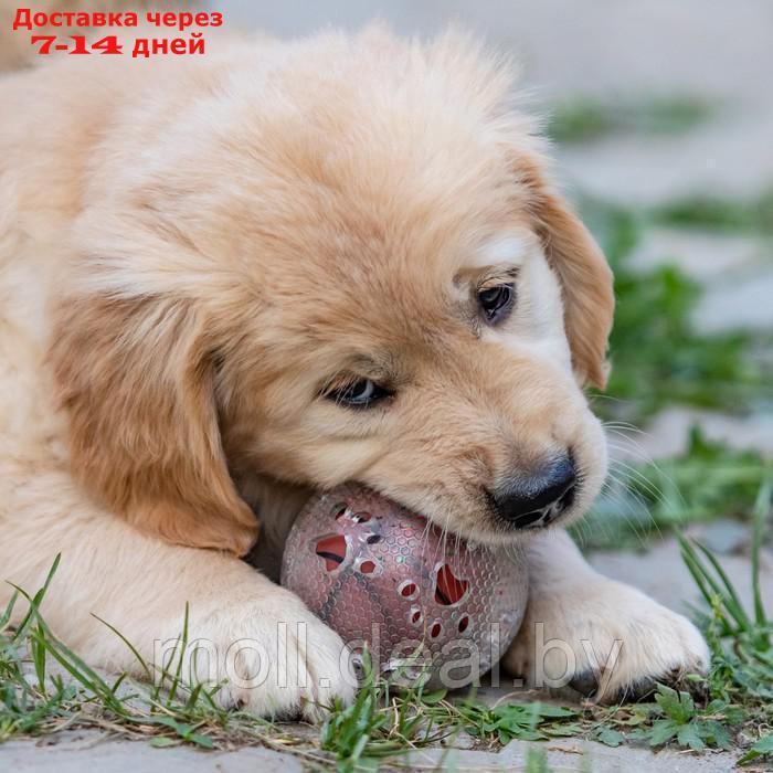 Игрушка для собак "Мяч баскетбол-лапки 2 в 1", TPR+винил, 7,5 см, прозрачная/коричневая - фото 4 - id-p196845774