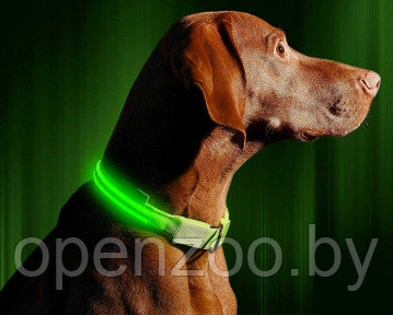 Светящийся ошейник для собак (3 режима) Glowing Dog Collar Зеленый М (MAX 45 sm) - фото 1 - id-p102069871