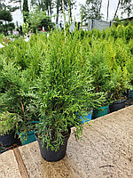 Туя западная Смарагд (Thuja occidentalis Smaragd) С3 выс. 100-120см