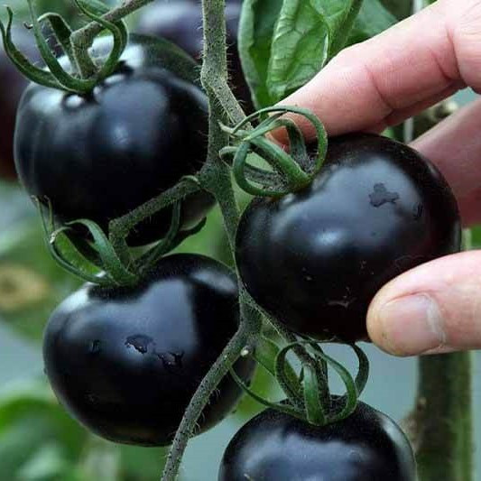 Томат "Нуар де Крим", Италия, (5 шт)