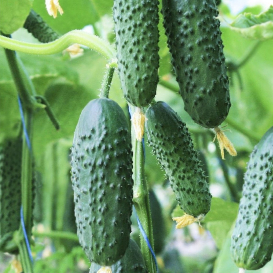 Огурец "Директор" F1, Германия, (5 шт)