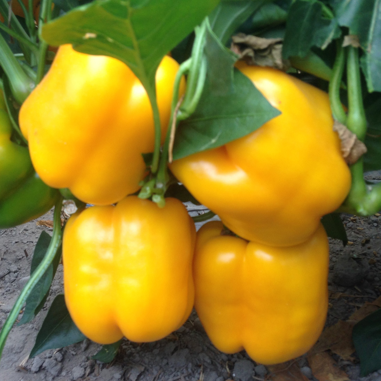 Перец сладкий "Соланор" F1, Франция, (5 шт)