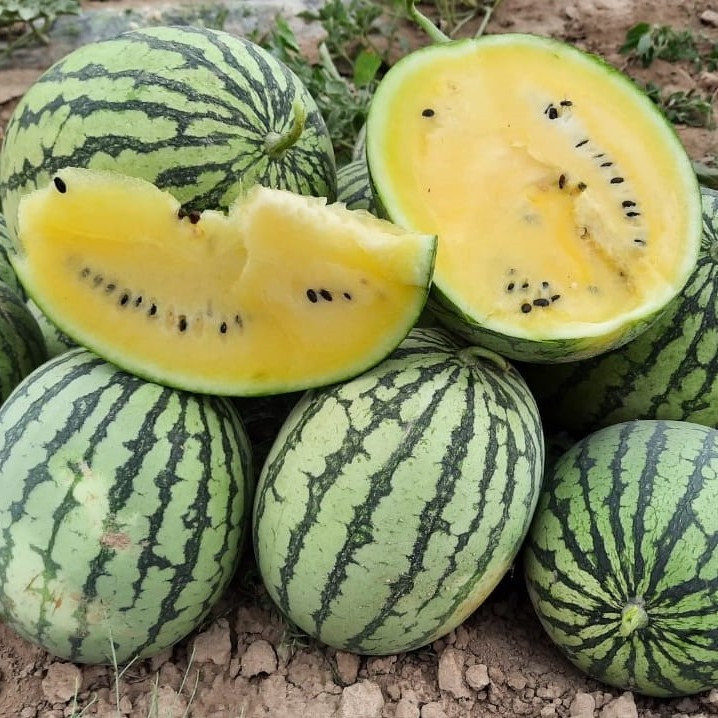 Арбуз "Шампань" F1, Япония, (5 шт)